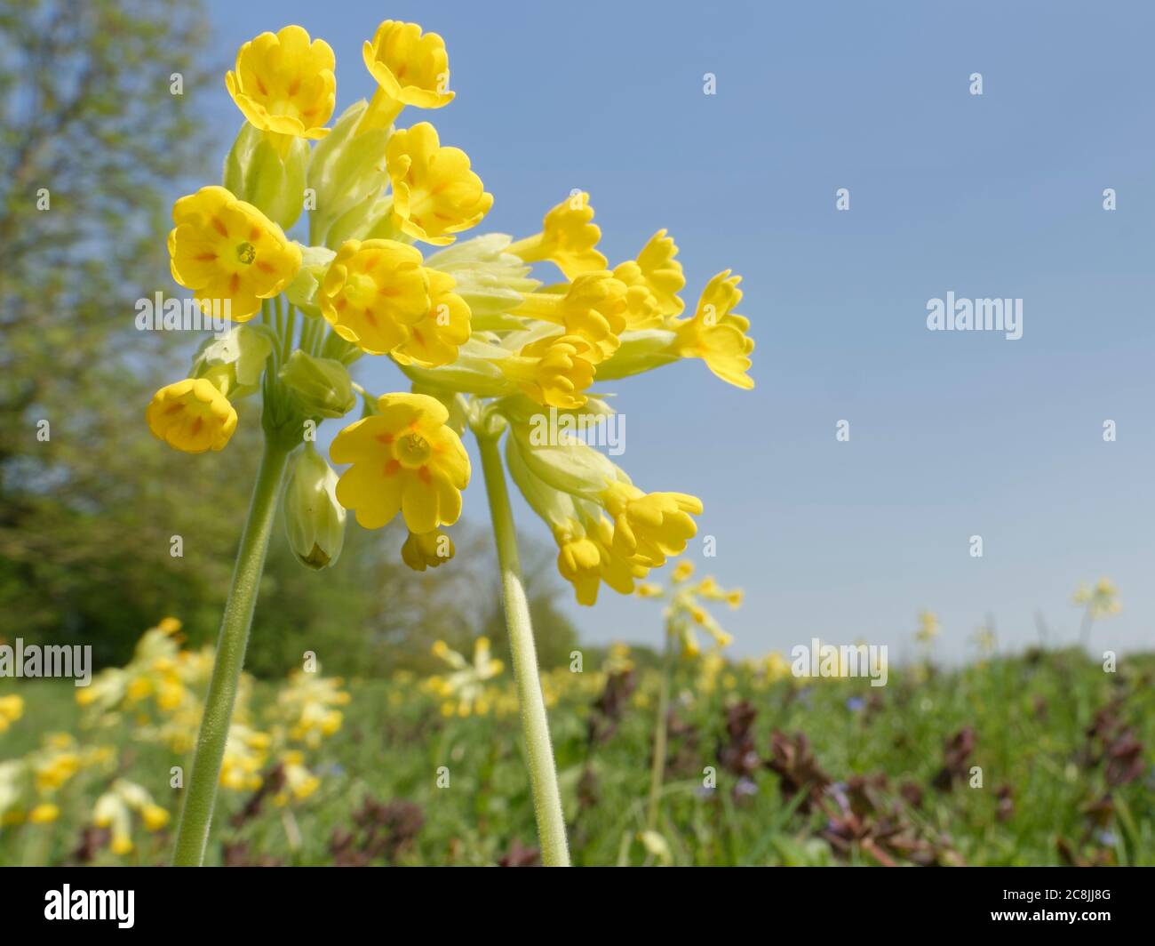 Cowslips (Primula veris) flowering in profusion on a chalk grassland common, near Box, Wiltshire, UK, April. Stock Photo