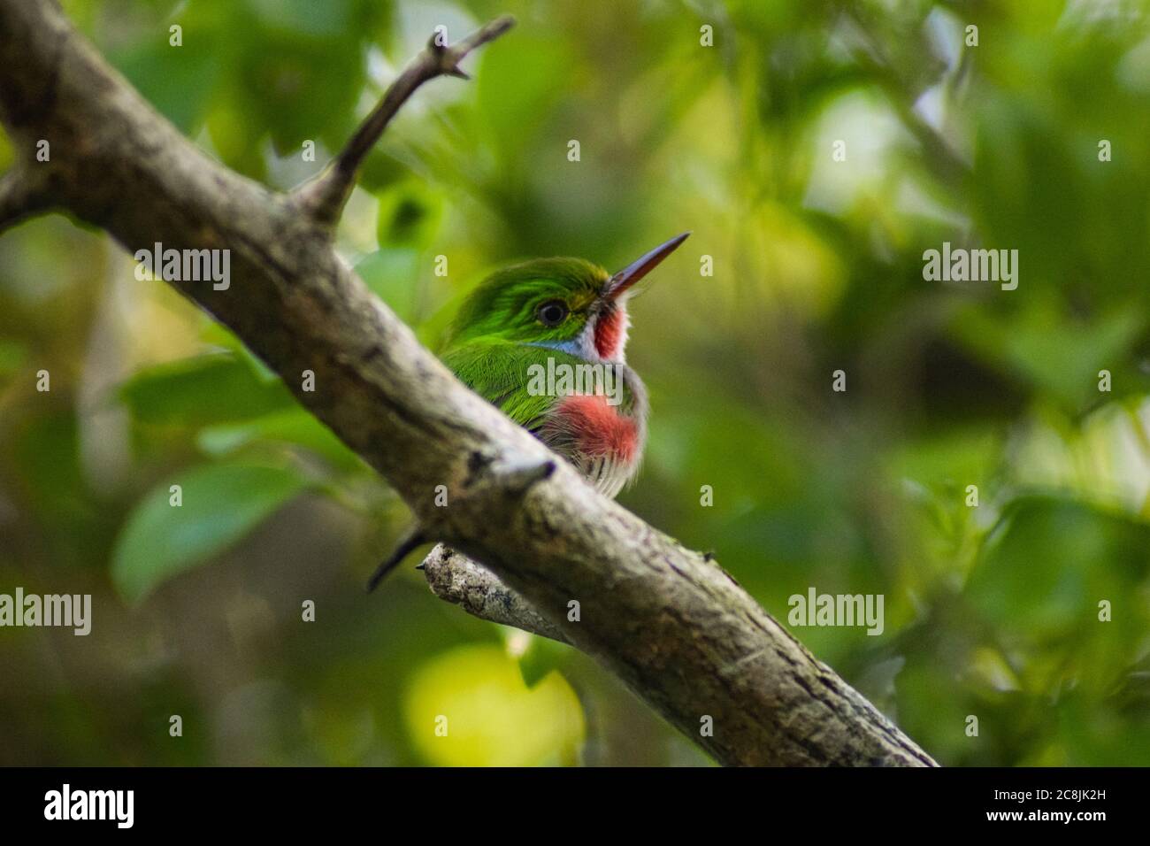 Cuban Tody (Todus multicolor) In a tree in woodland in Holguin province, Cuba Stock Photo