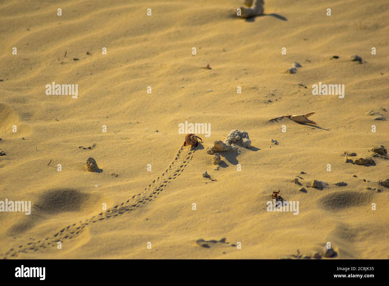 Hermit crab crossing a sun baked beach in Cuba Stock Photo