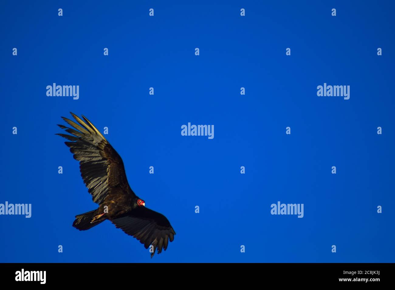 Turkey Vulture (Cathartes aura) gliding in clear blue skies over the sea in Gibara, Holguin province, Cuba Stock Photo