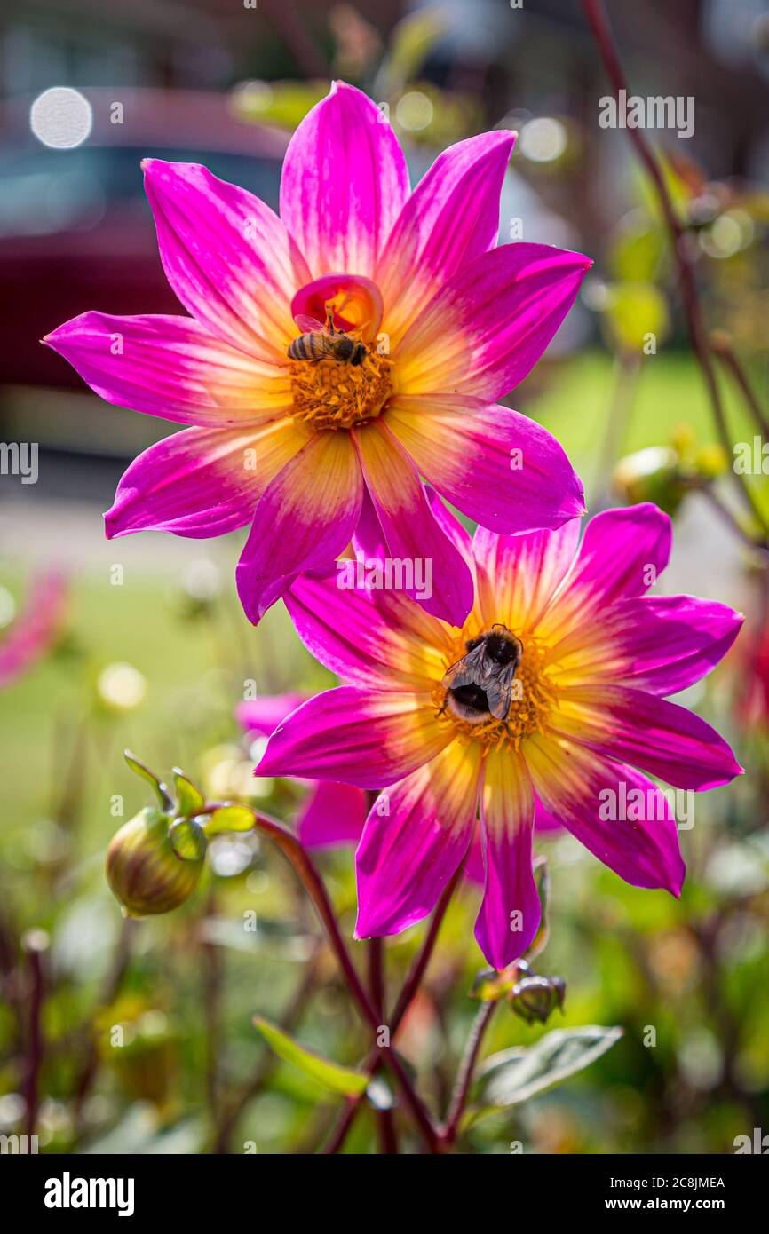 Bees on a pretty pink dahlia flower, with a shallow depth of field Stock Photo