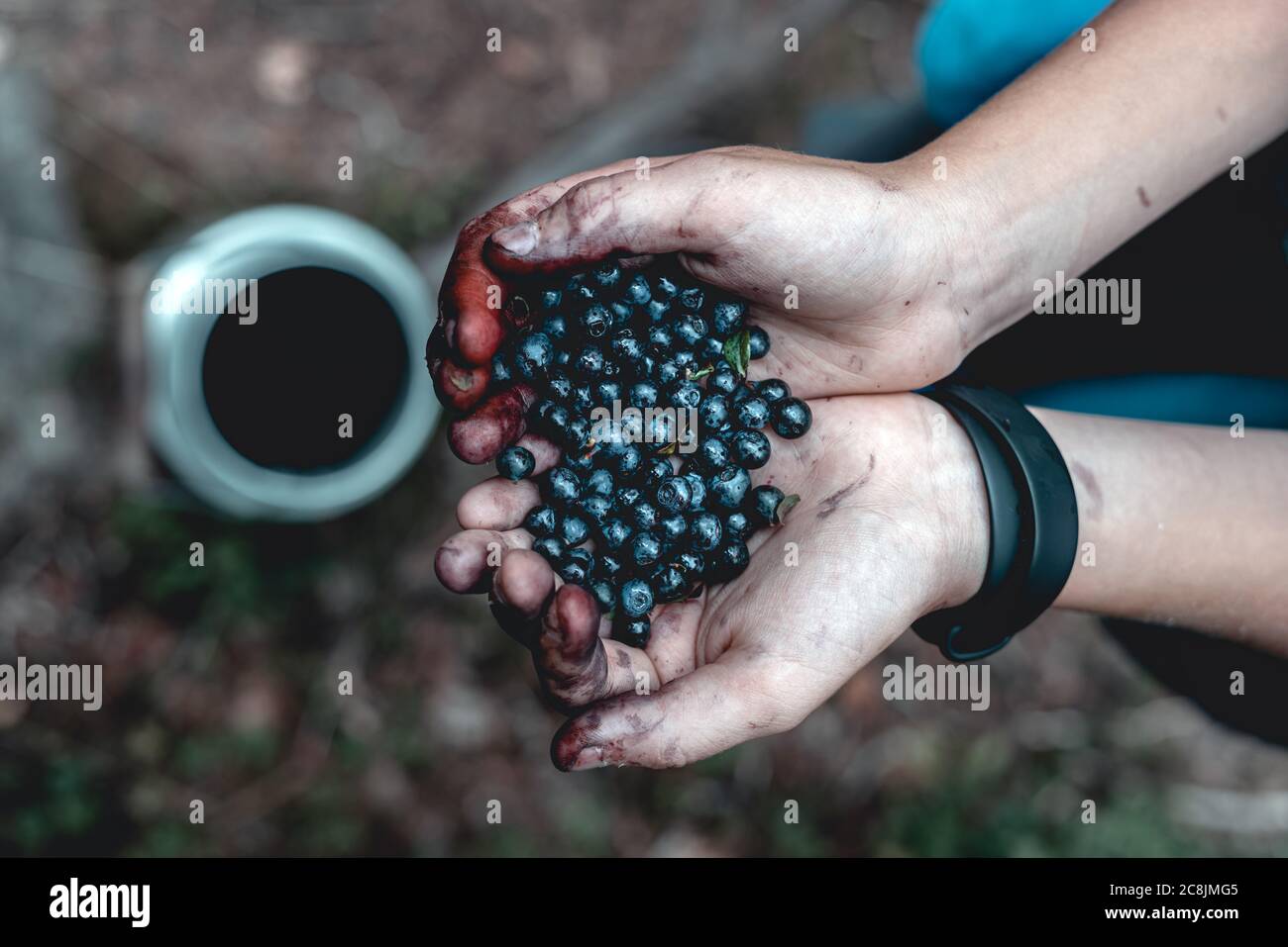 Fresh, ecological and natural forest blueberries kept in hands. Hands full of berries. Stock Photo