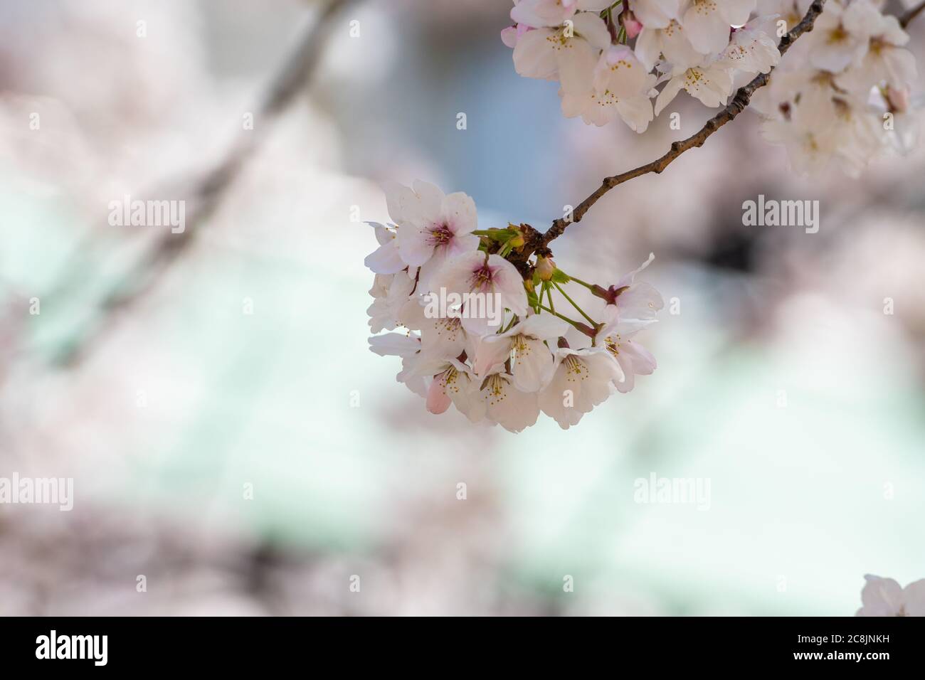 Beautiful cherry blossom sakura in spring time Stock Photo - Alamy