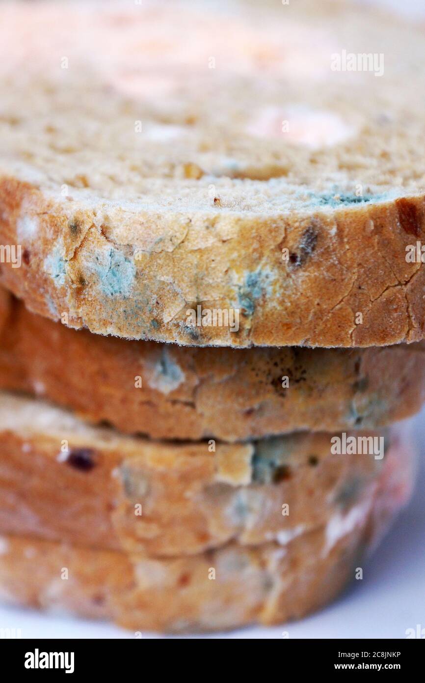 Pink mold on bread hires stock photography and images Alamy
