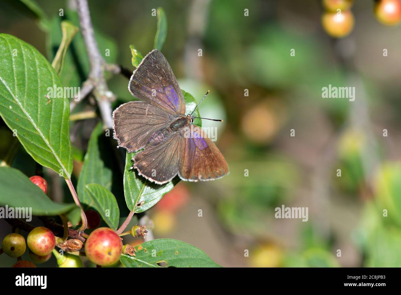 Purple hairstreak butterfly (Favonius quercus) UK Stock Photo