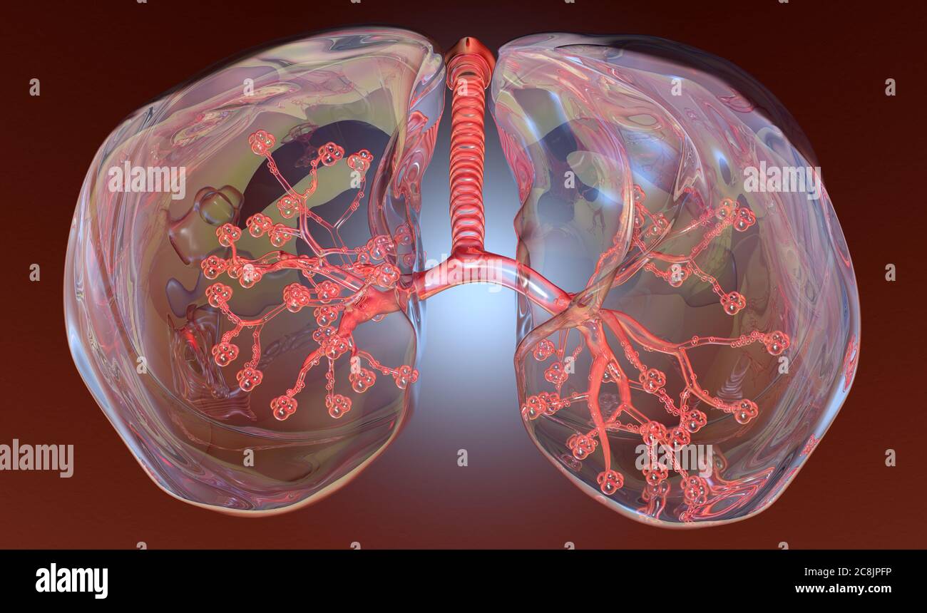 Illustration showing transparent human lungs with trachea, bronchioles and pulmonary alveaoli Stock Photo