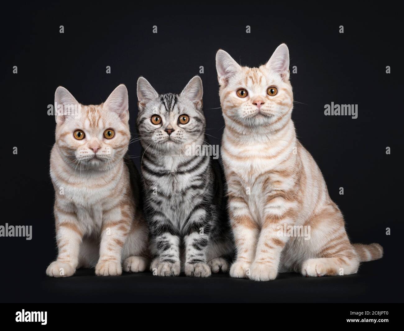 Row of three kittens sitting beside each other. All looking towards camera with orange eyes. Isolated on black background. Stock Photo