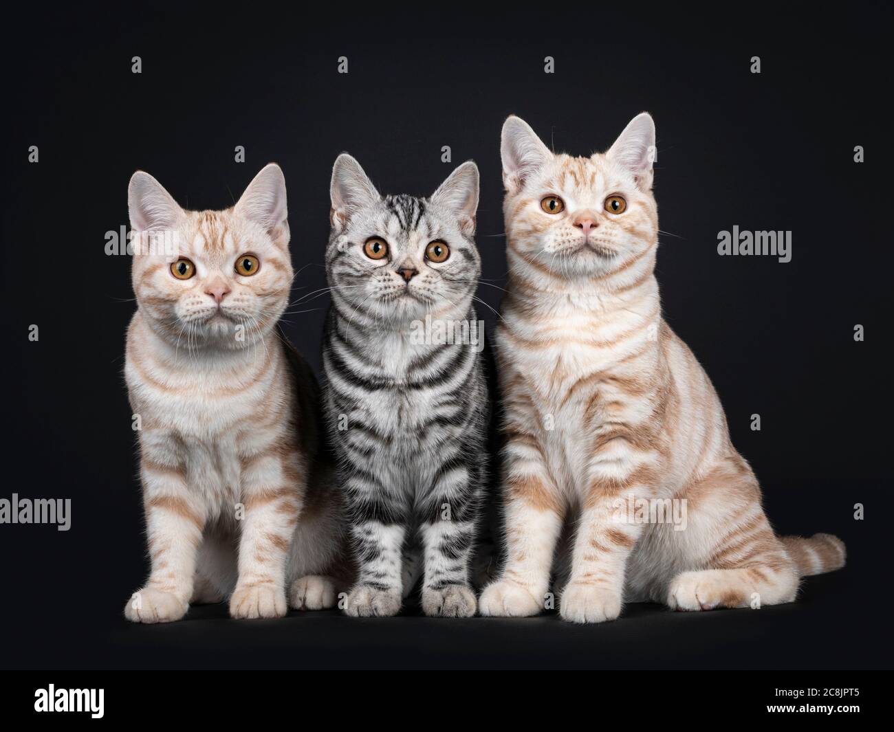 Row of three kittens sitting beside each other. All looking towards camera with orange eyes. Isolated on black background. Stock Photo