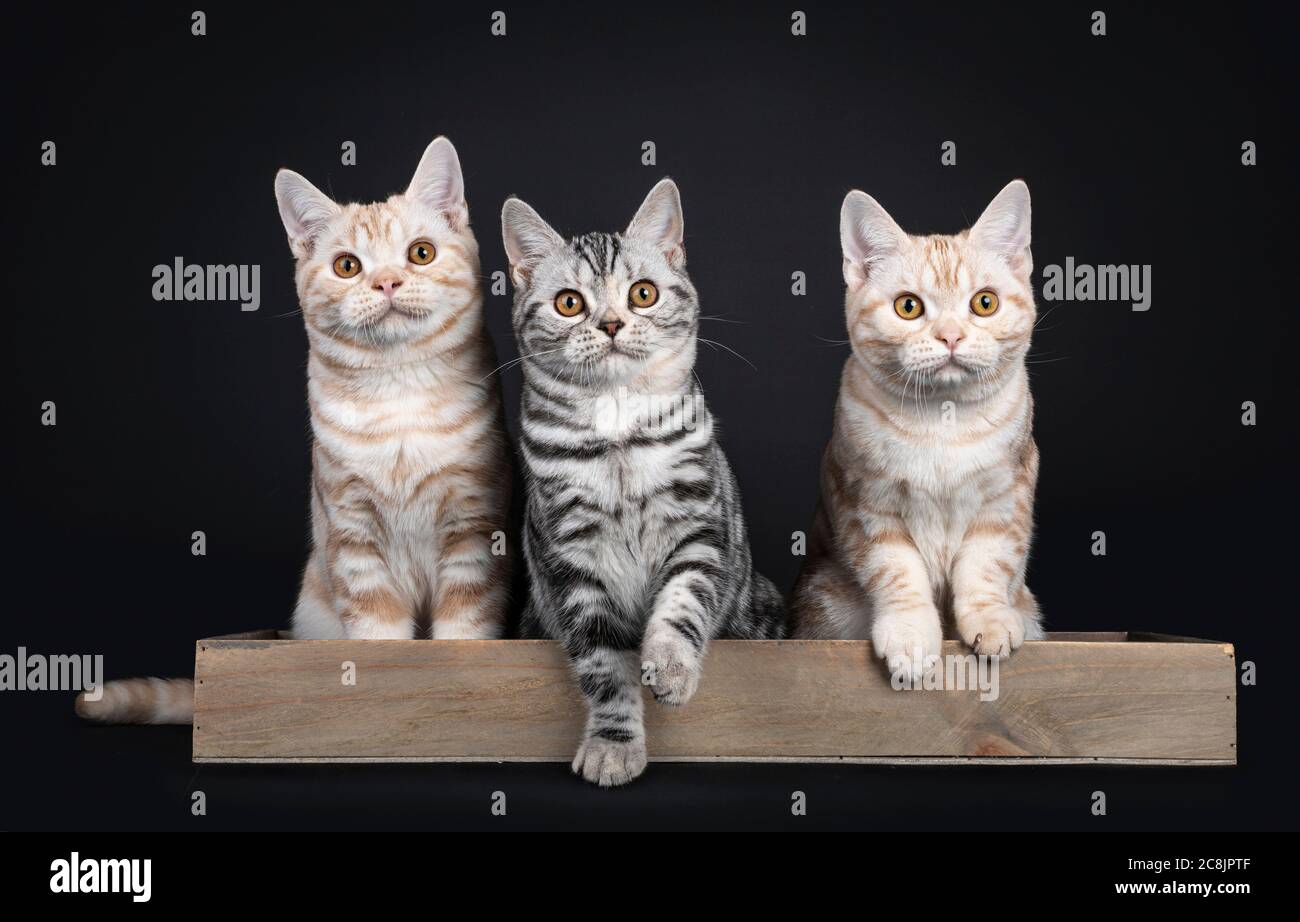 Row of three kittens sitting beside each other in wooden basket / tray. All looking towards camera with orange eyes. Isolated on black background. Stock Photo