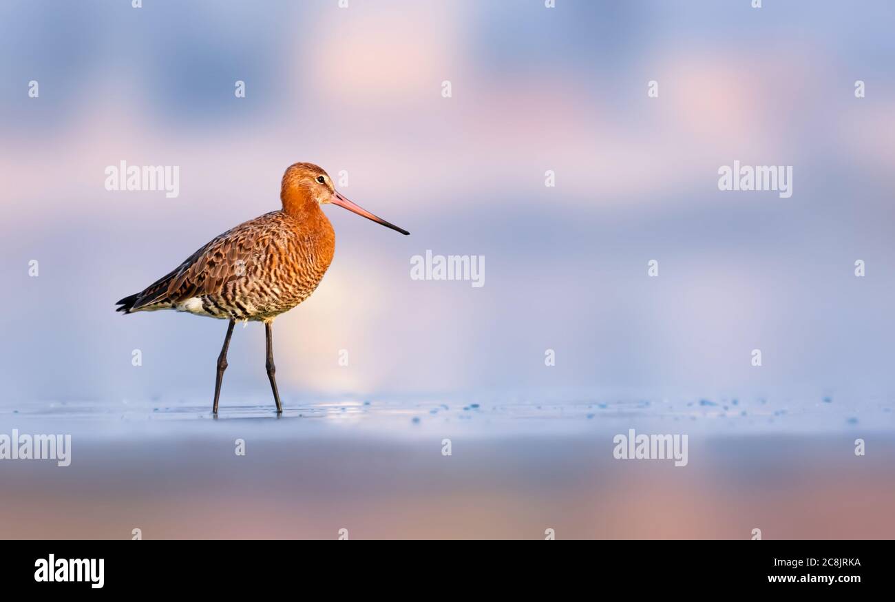 Namesake Tails With its long beak, white-barred wings and namesake tail, the Black ...