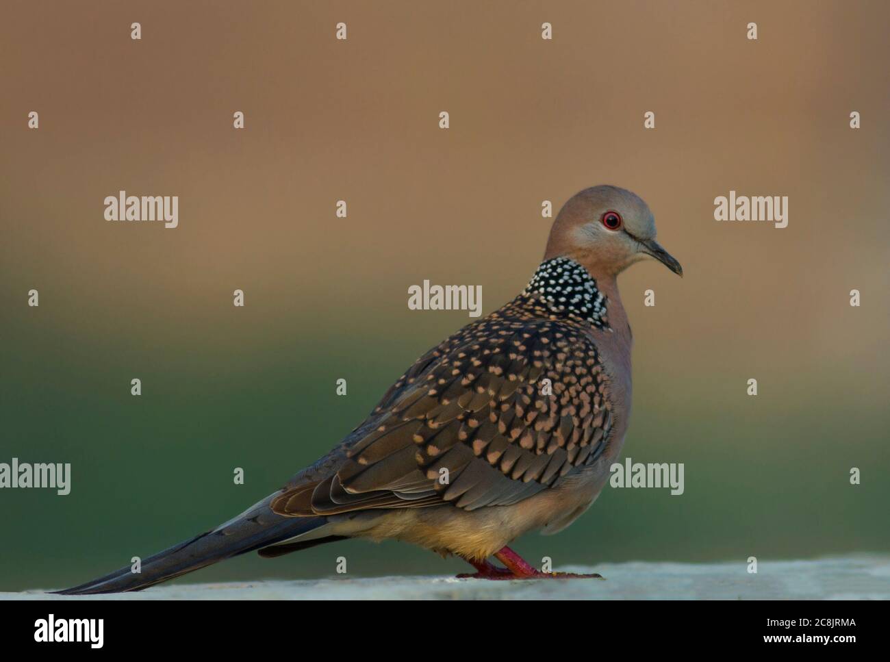 tropical birds in wildlife reserves of Pakistan Stock Photo Alamy
