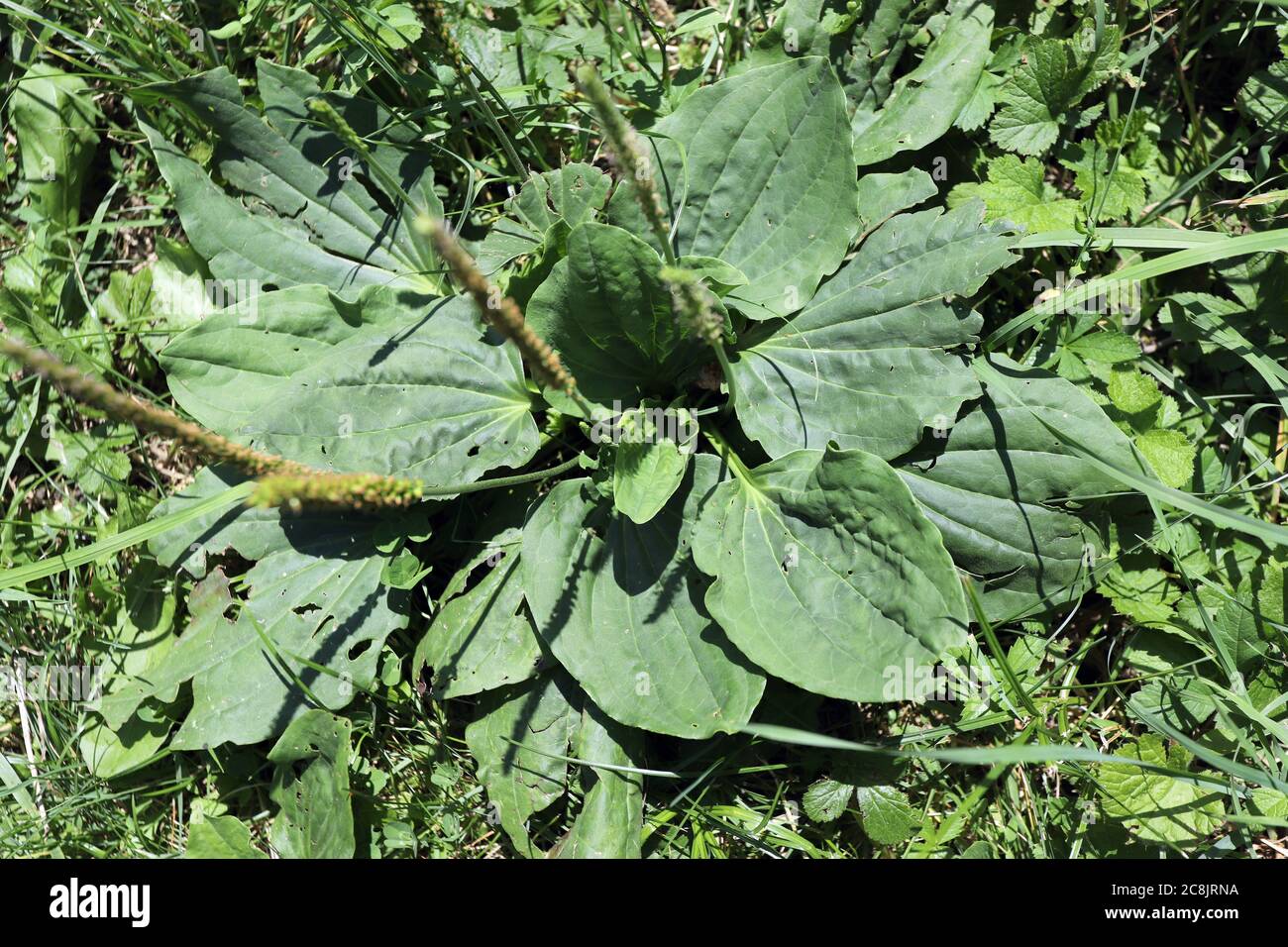 Plantago, Greater plantain (Plantago major) or fleaworts. Plantago is a genus plant. Stock Photo