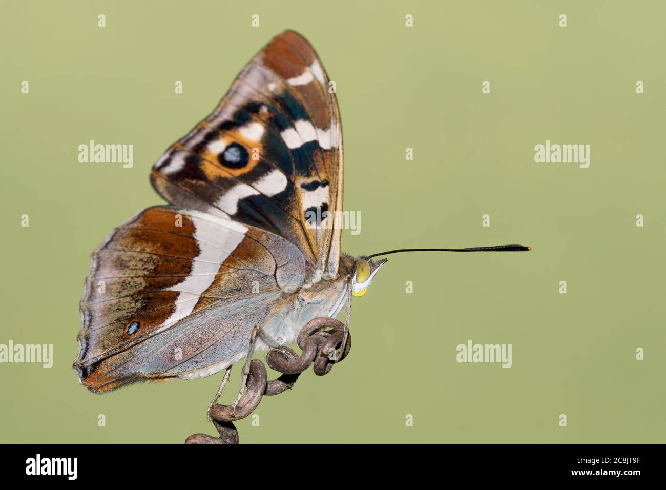 The Emperor Butterfly High Resolution Stock Photography And Images Alamy