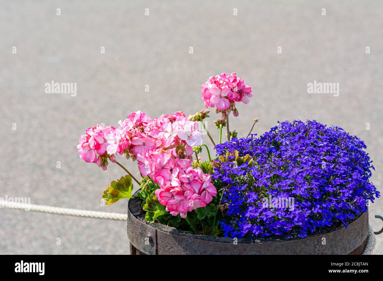 Flowerpot with blue and pink flowers. All gray background. Stock Photo