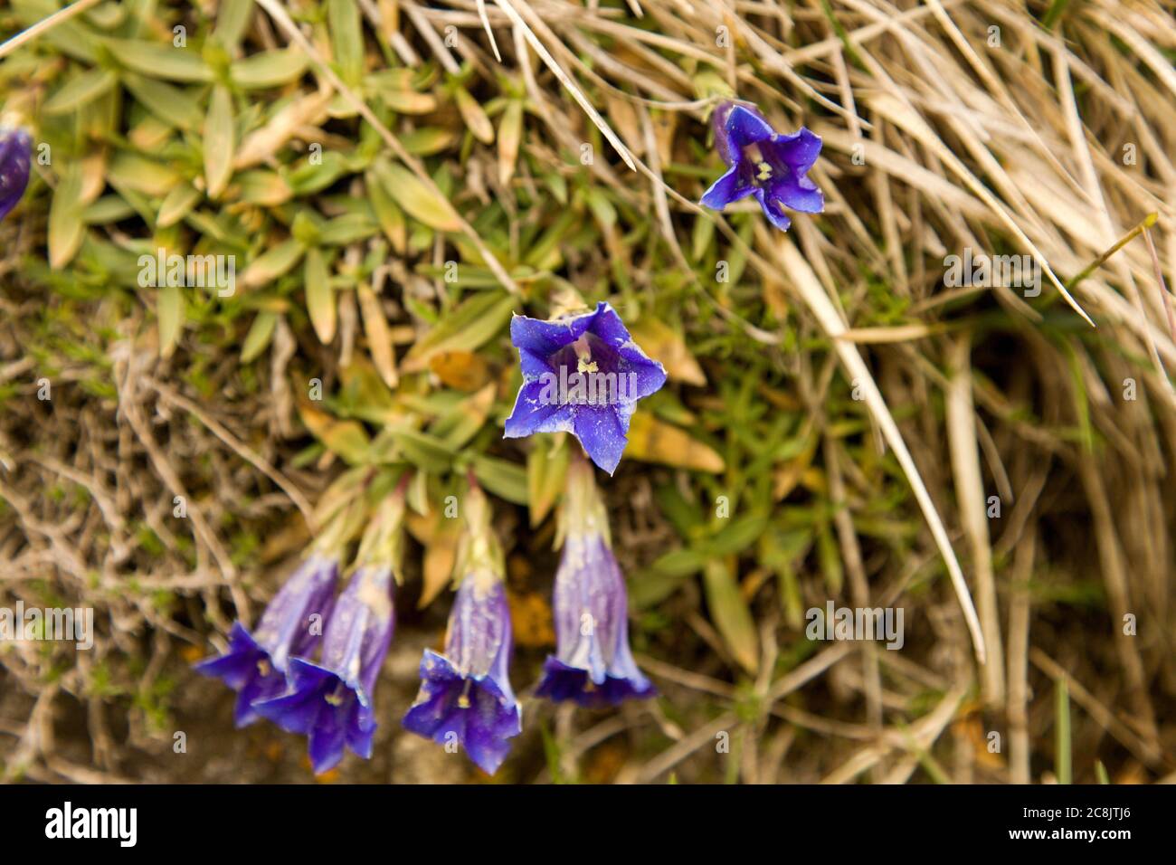 flower of the sweet-lady or Gentiana clusii blooming during late spring in the Malá Fatra mountains, Slovakia Stock Photo