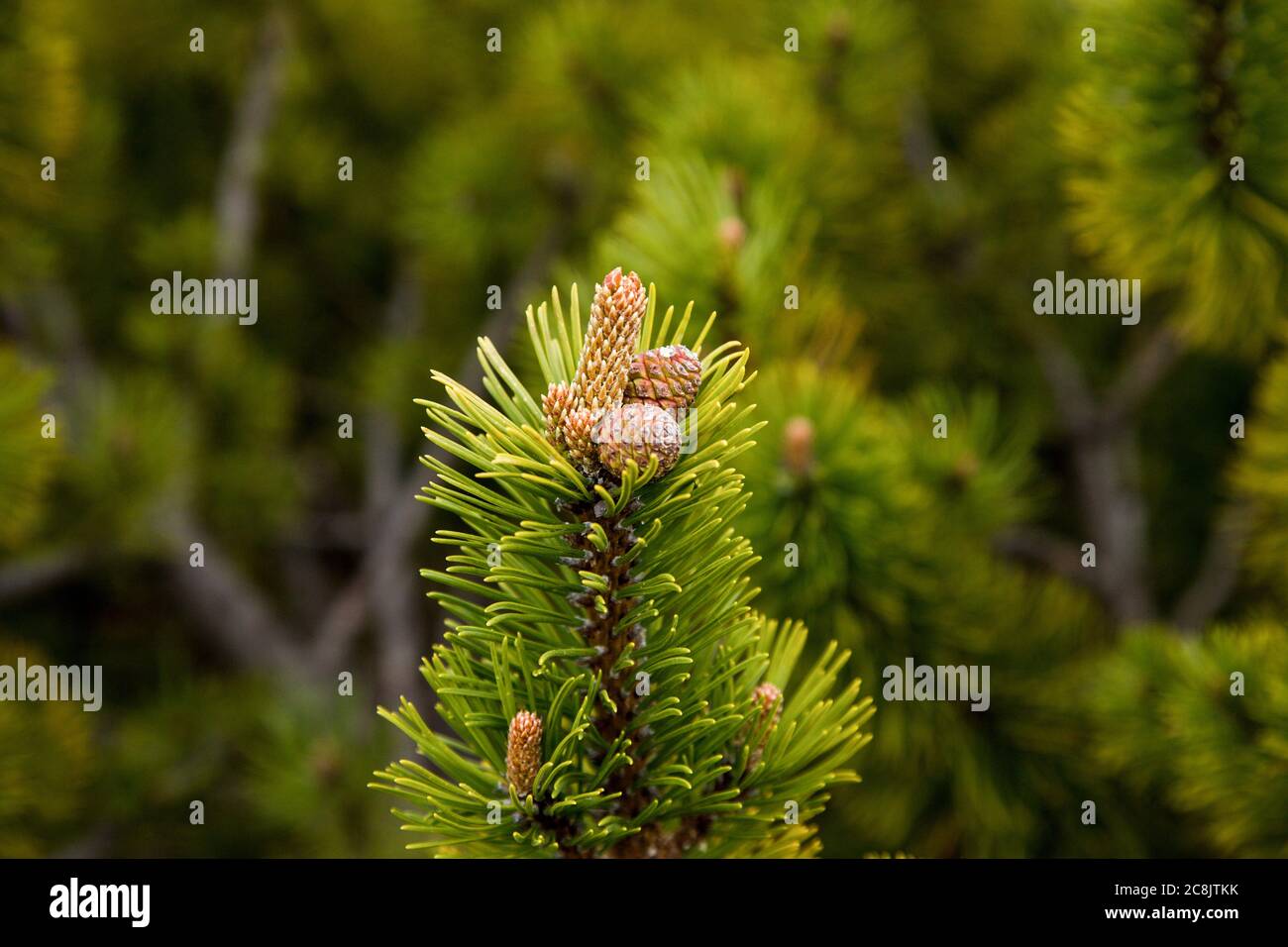 Small cones on the end of the pinus mugo branch, Slovakia Stock Photo