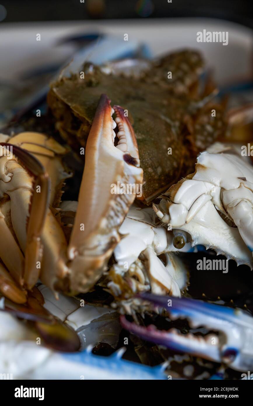 Close-up of fresh plump crab with crab roe Stock Photo - Alamy