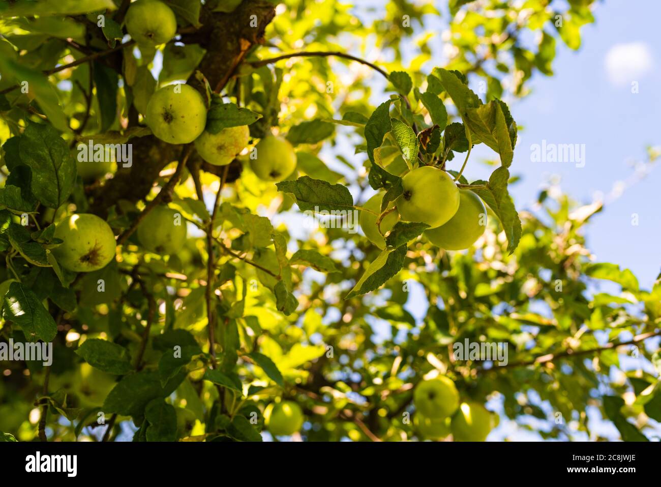 Apple tree spring summer autumn winter hi-res stock photography and ...