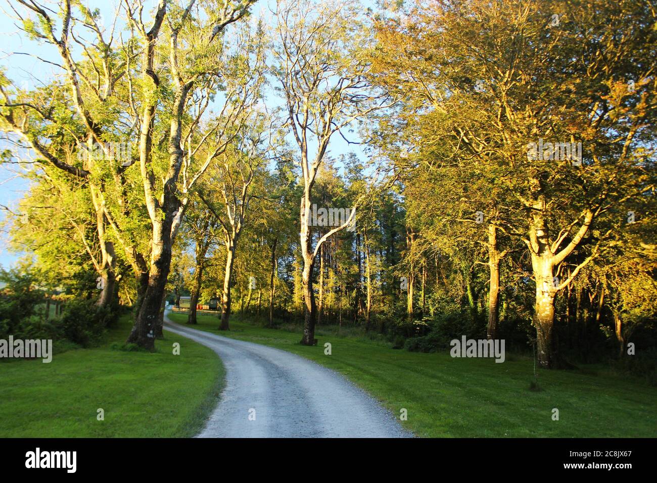 Sunset sunlight (golden hour) on big forest trees with a small road