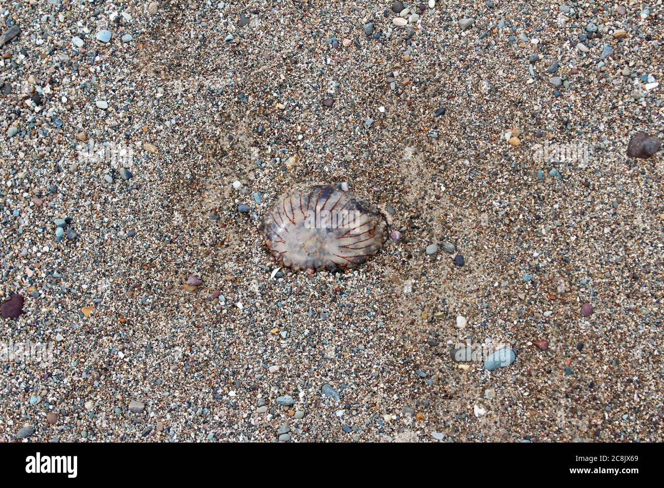 Small dead jellyfish (Cnidaria Scyphozoa Aurelia) on the stoney beach of Pwllheli, North Wales Stock Photo