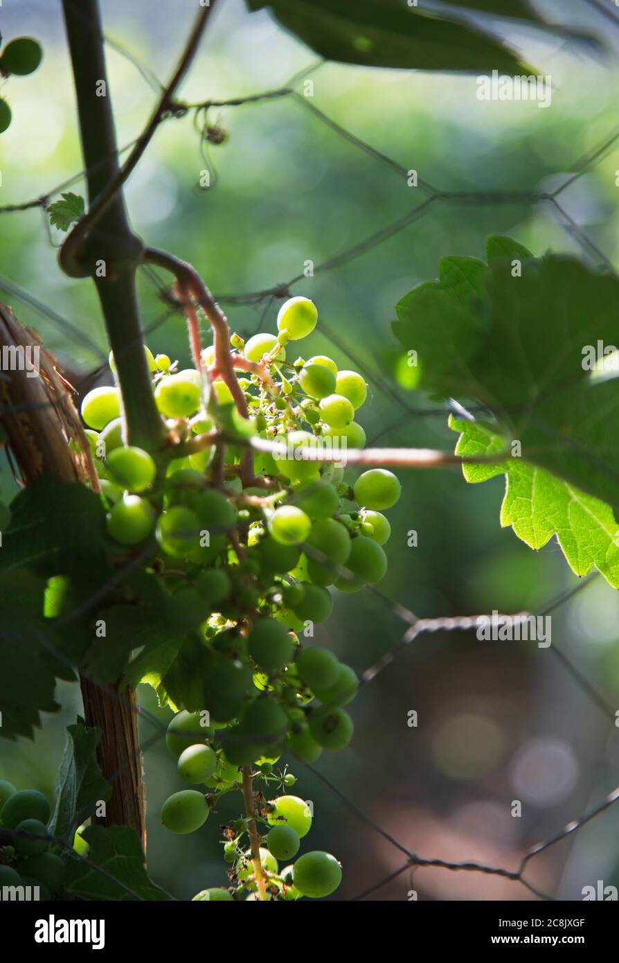 Growing grapes in a greenhouse. Photo Jeppe Gustafsson Stock Photo Alamy