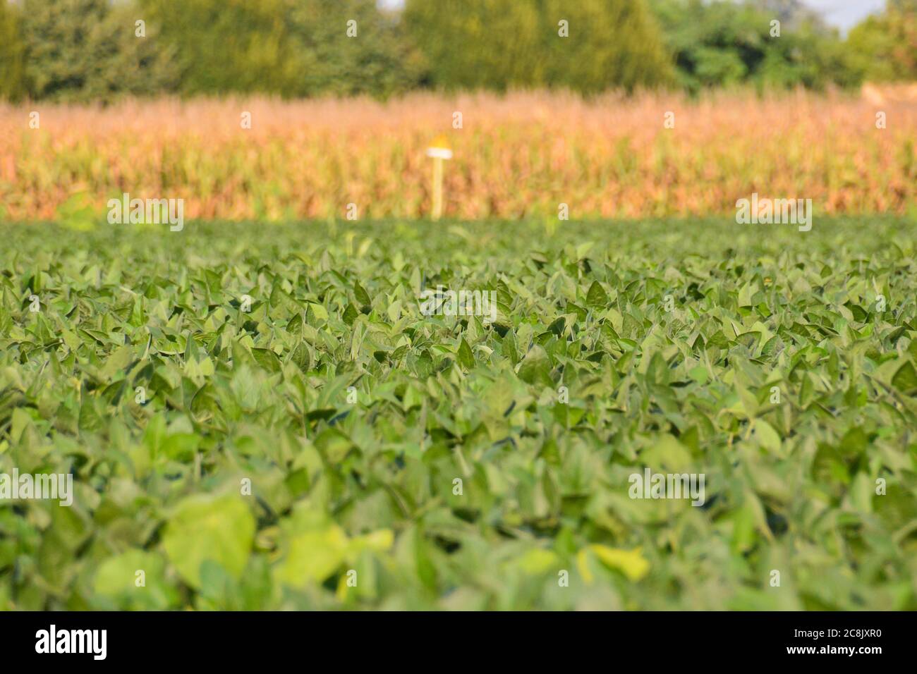 Photo picture soy bean hi-res stock photography and images - Alamy