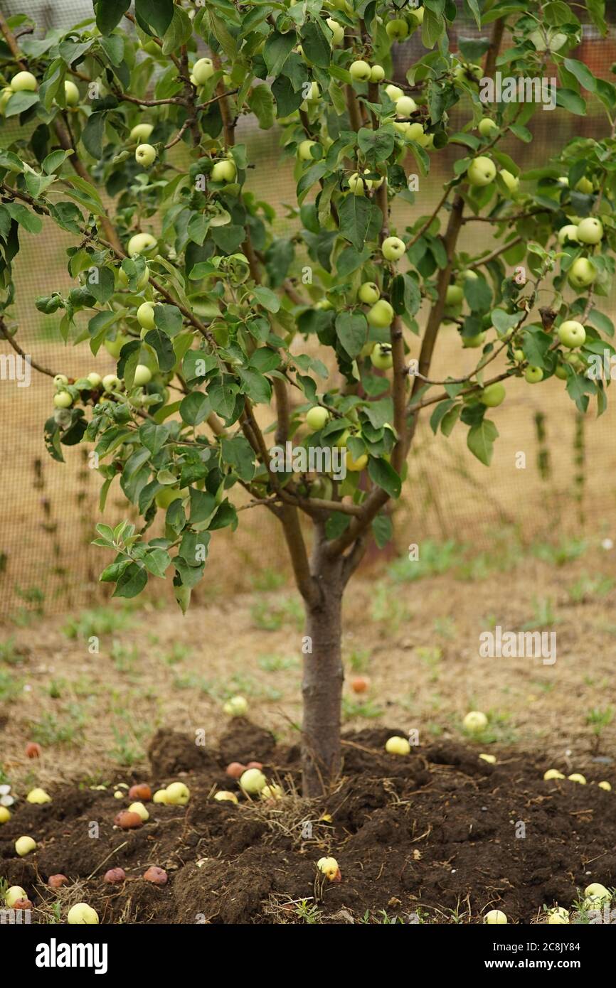 Apple tree with green apples on the branches. Stock Photo