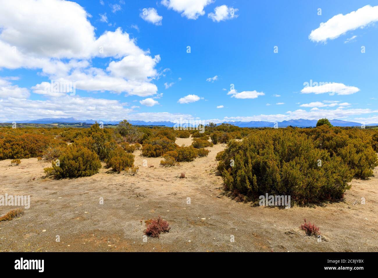 Ancient Bog Pine forest in the Wilderness Scientific Reserve with mountains in the distance and white clouds on a blue sky. Stock Photo