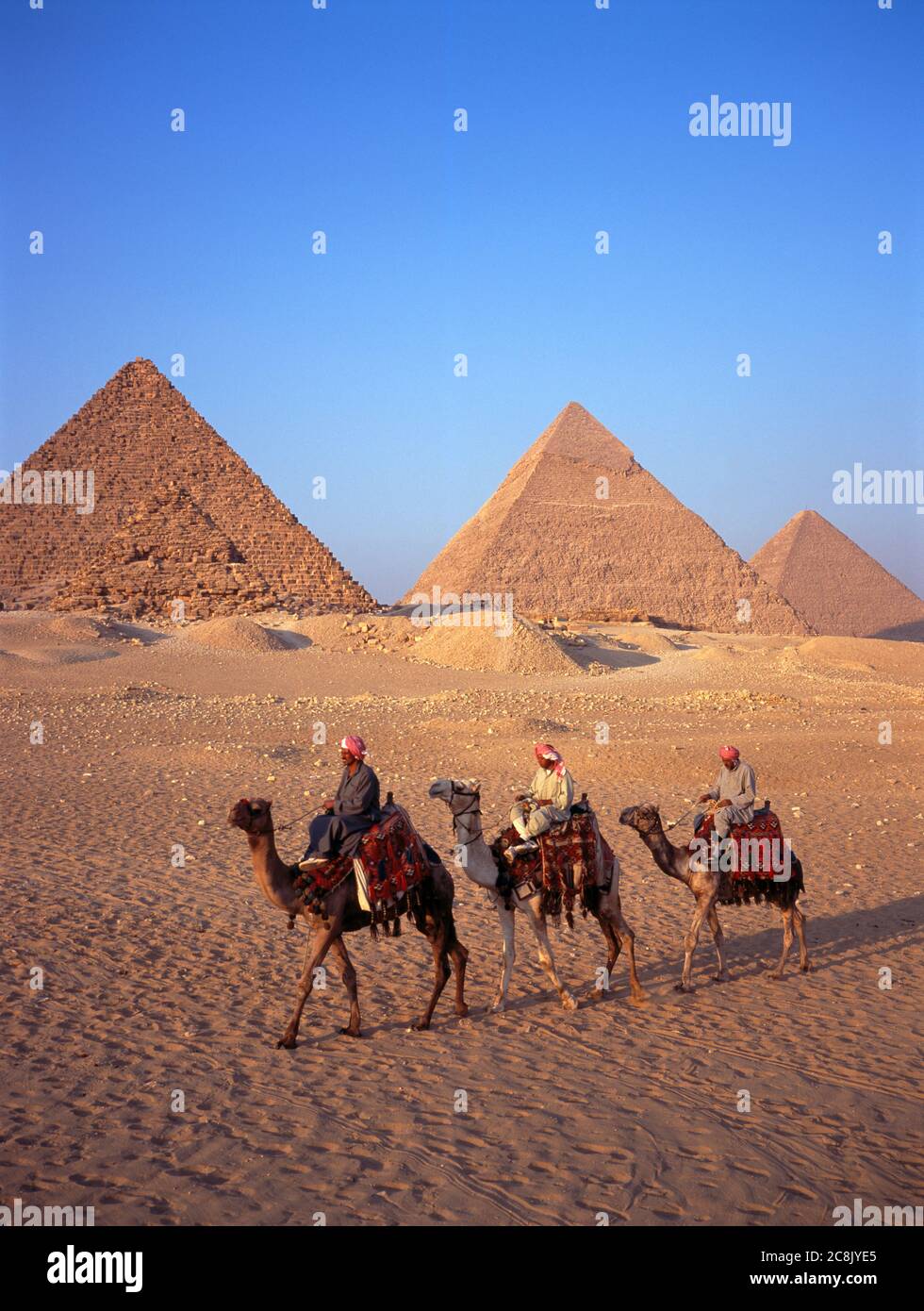 Three Camels at the Pyramids, Giza, Cairo, Egypt. Stock Photo