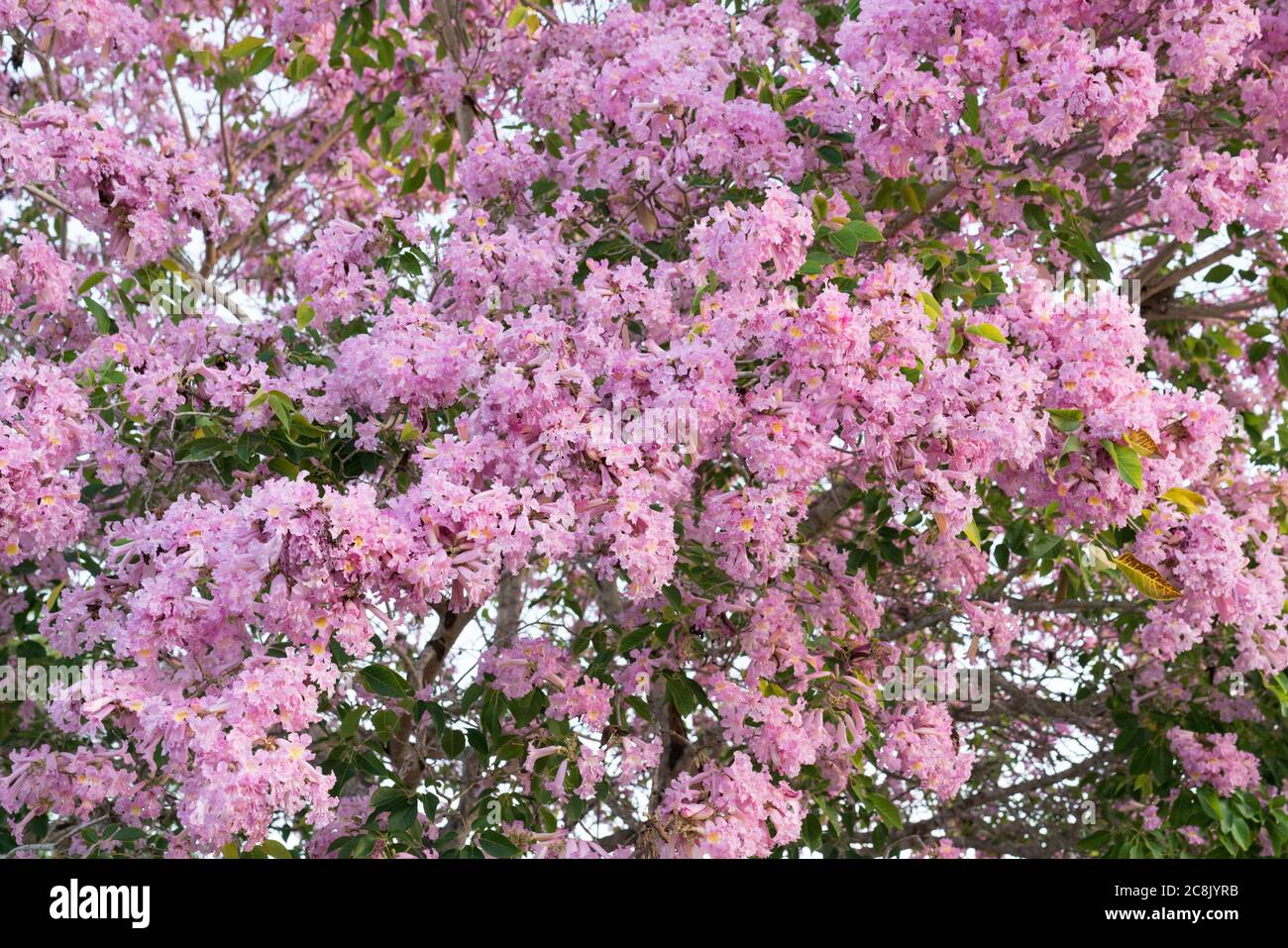 Beautiful Tabebuia paleri or Handroanthus impetiginosus covered in pink flowers Stock Photo