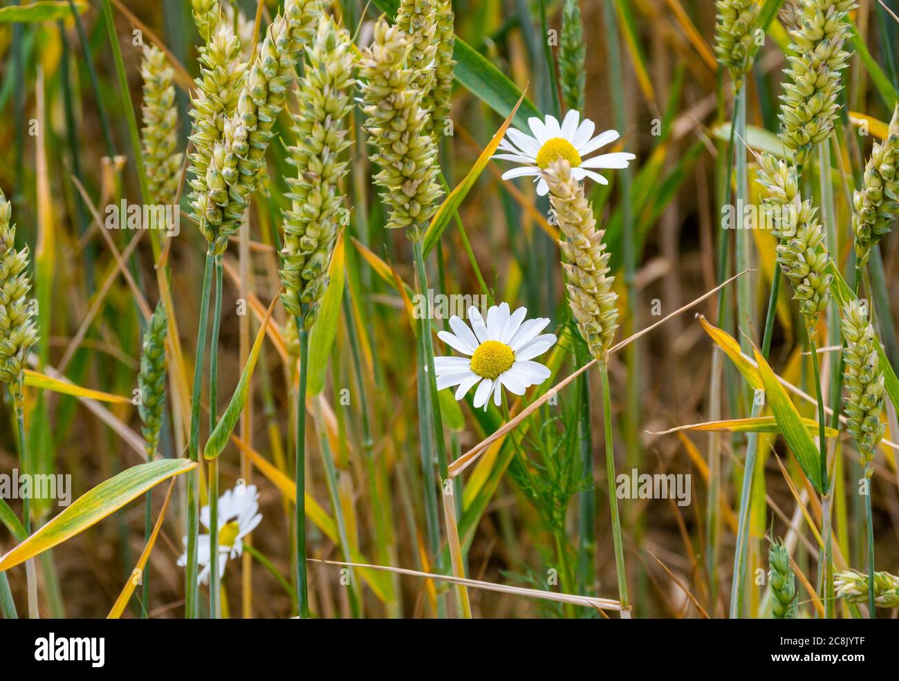 Close up of wildflowers, ox-eye daisies (Leucanthemum vulgare) grwing among wheat stalks in a crop field, East Lothian, Scotland, UK Stock Photo