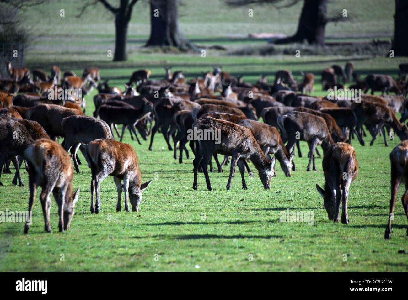 Deer grazing on a clear day in winter Stock Photo