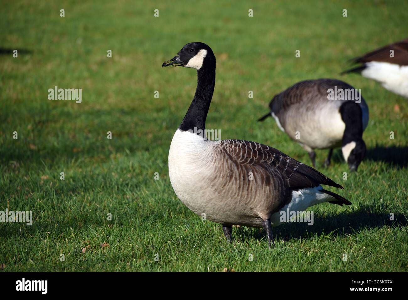Goose Stand Beautiful goose stands in hi-res stock photography and images - Alamy