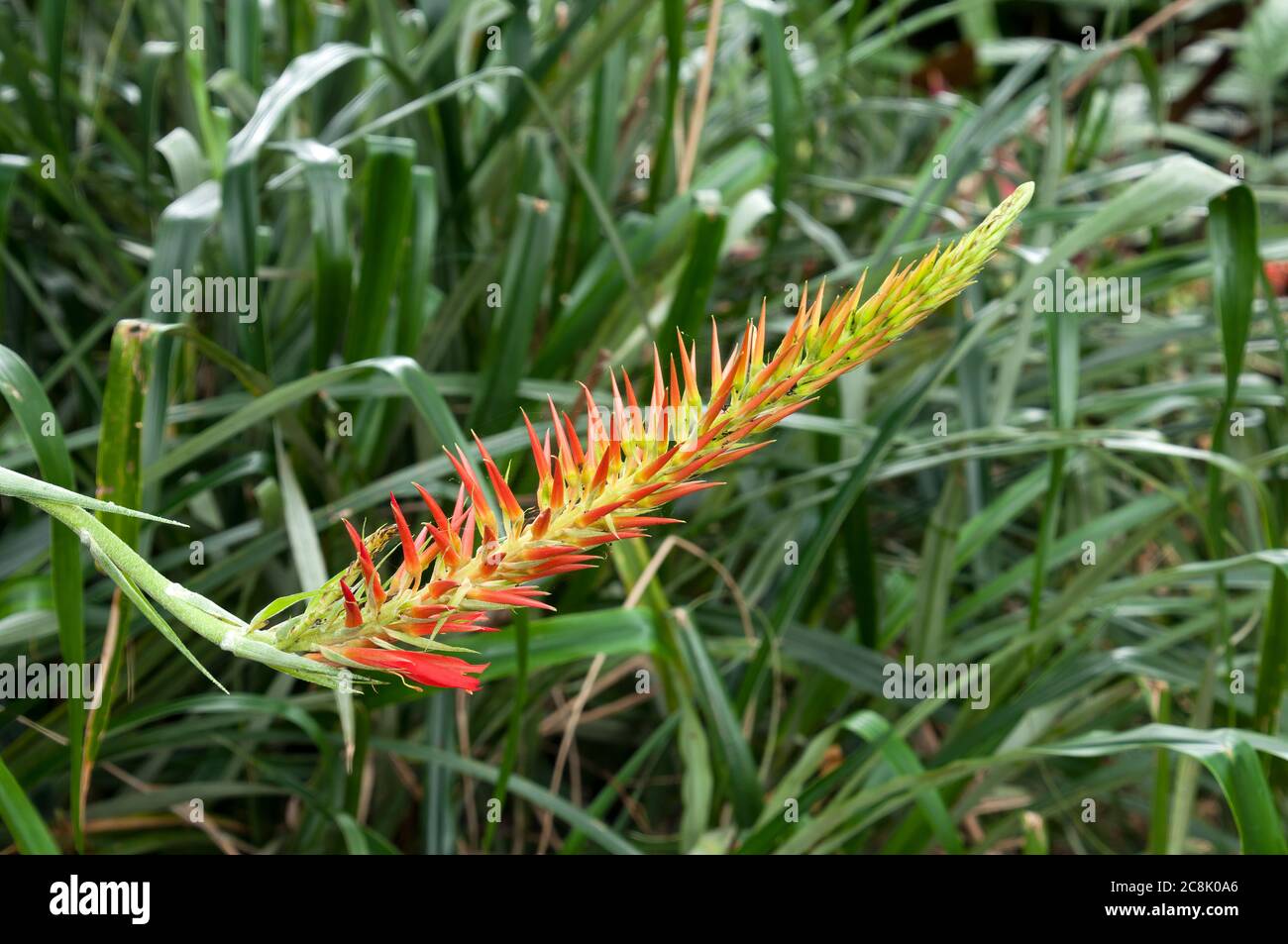 Sydney Australia, flower spike of a Pitcairnia flammea in garden with blurred background Stock Photo