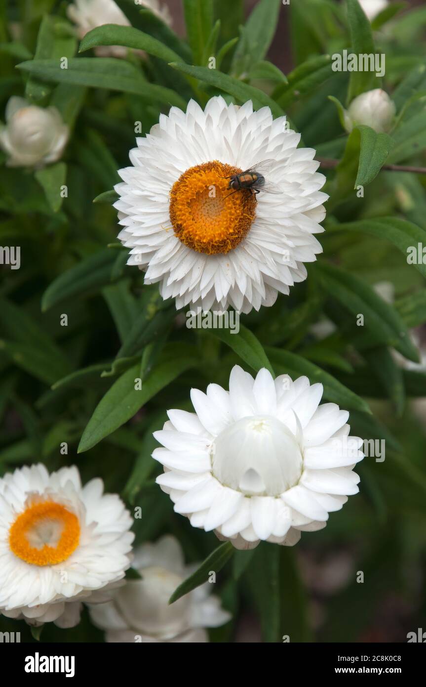 White Strawflower or Paper Daisy Seeds Native Perennial 