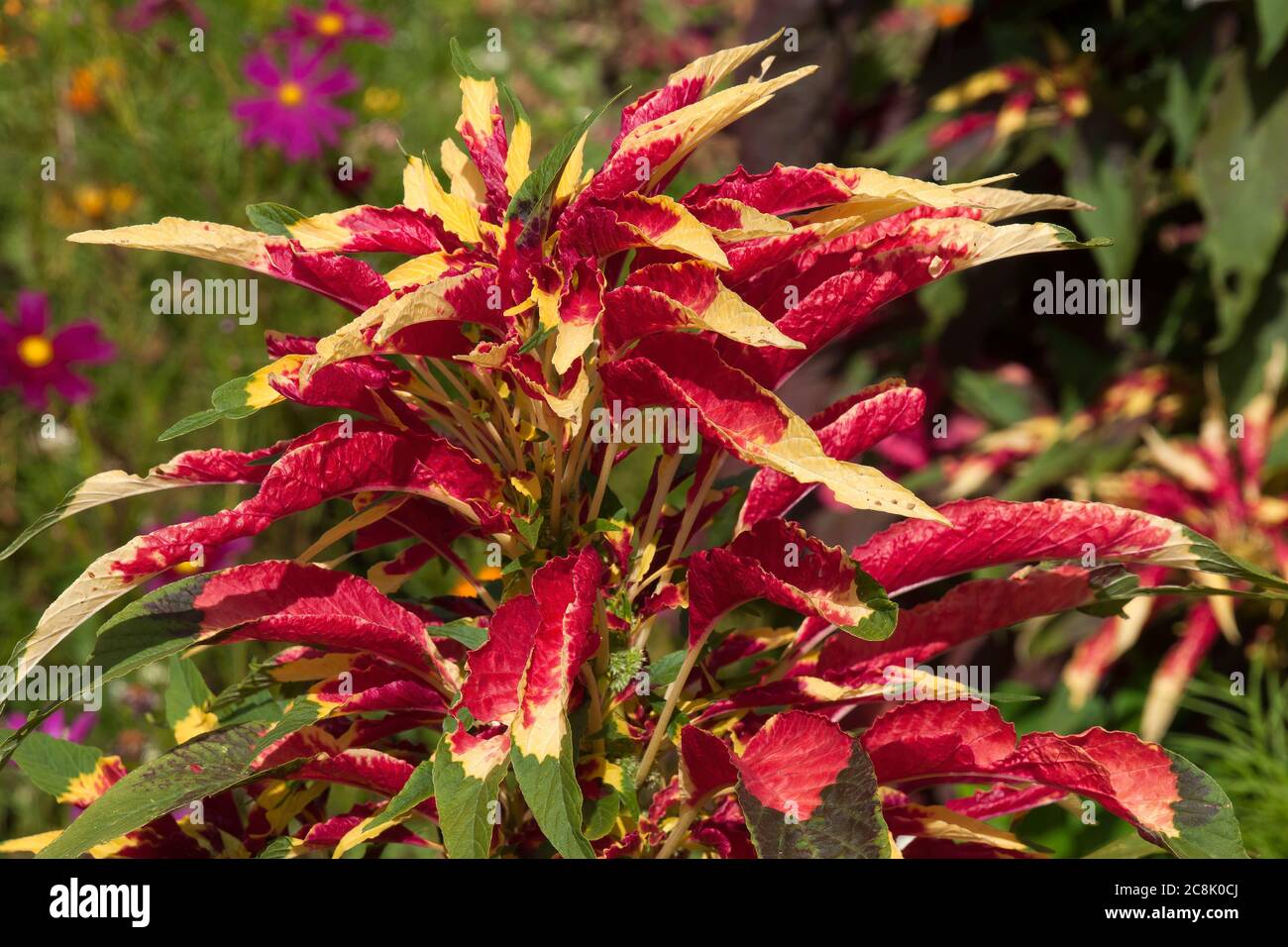 Sydney Australia, variegated leaves of a tricolor amaranthus plant Stock Photo