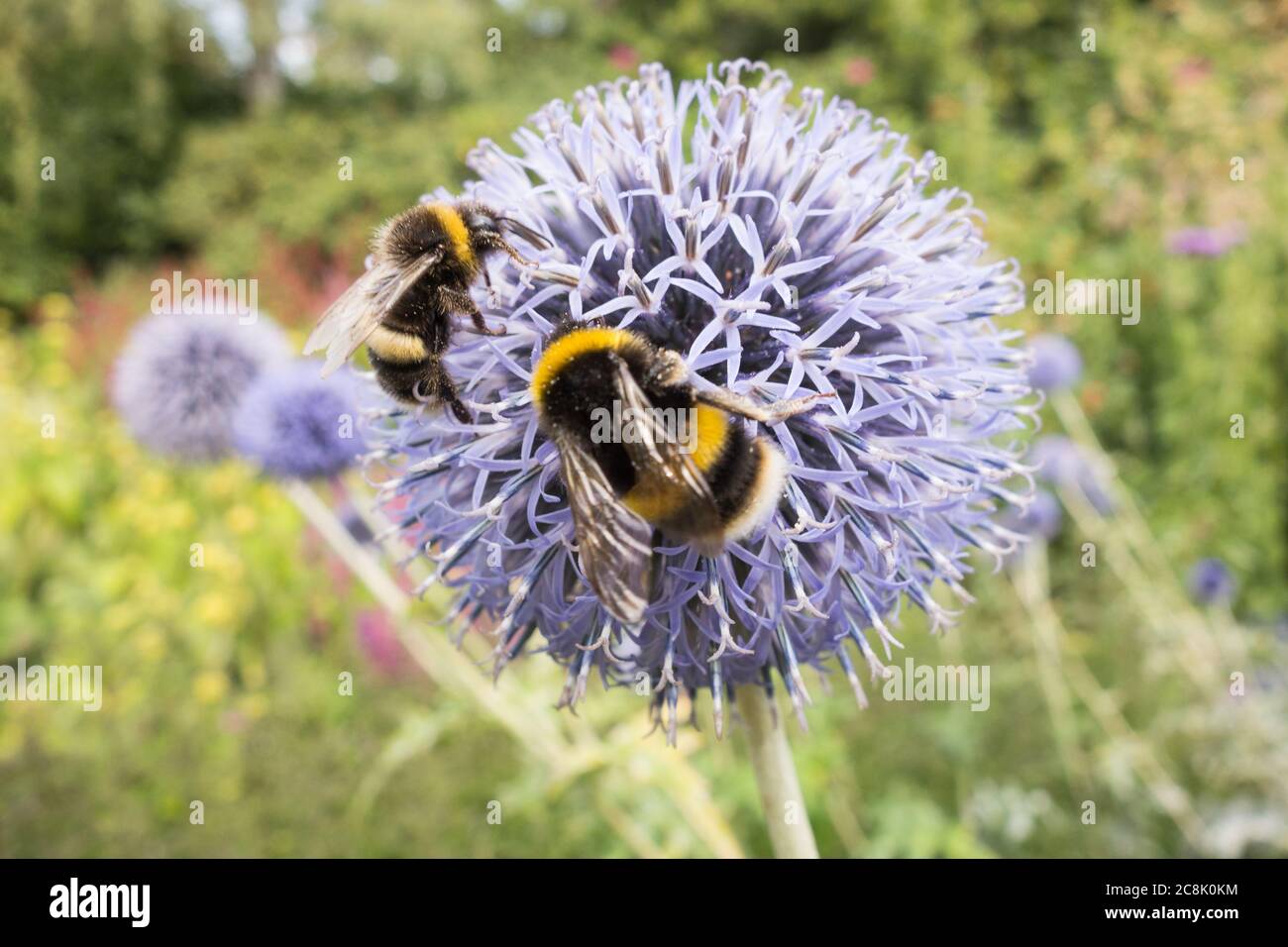 Closeup of a Buff-tailed bumblebee collecting pollen on a Blue Globe Thistle (Echinops bannaticus) Stock Photo