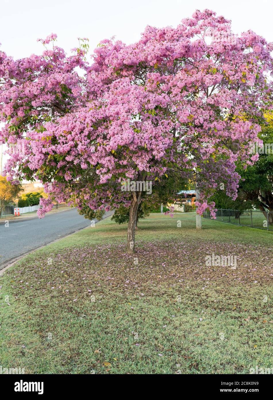 Flowering Tabebuia palmeri or Handroanthus impetiginosus covered in pink bell shaped flowers Stock Photo