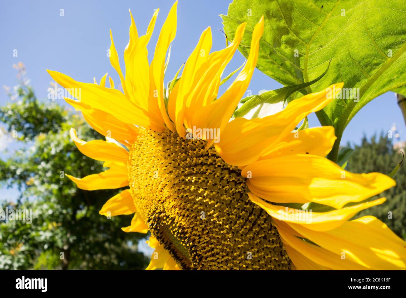 Closeup of a bright yellow Helianthus sunflower Stock Photo