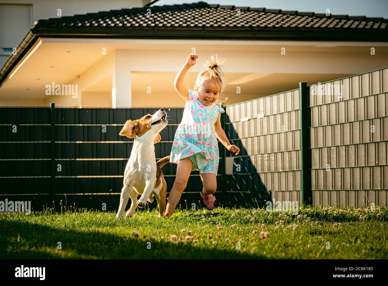 Baby girl running with beagle dog in backyard in summer day. Domestic animal with children concept. Stock Photo