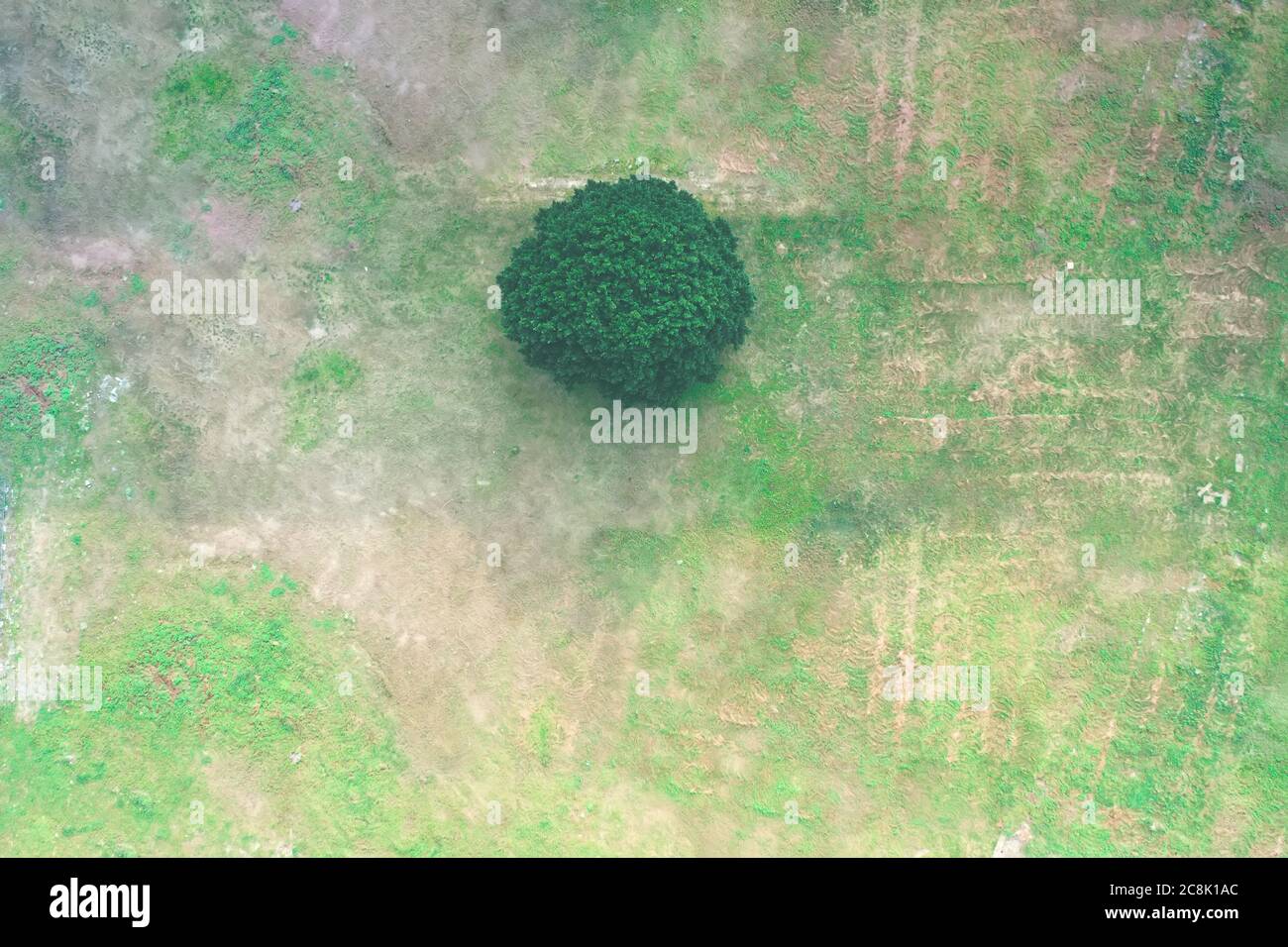 Aerial view of a single tree in a field surrounded by track lines Stock ...