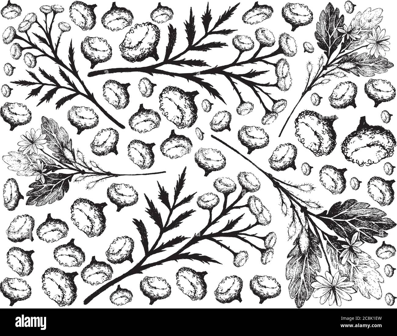 Herbal Flower and Plant, Hand Drawn Background of Celandine Plant and Tanacetum Vulgare, Tansy, Cow Bitter or Golden Buttons Flowers Used for Traditio Stock Vector