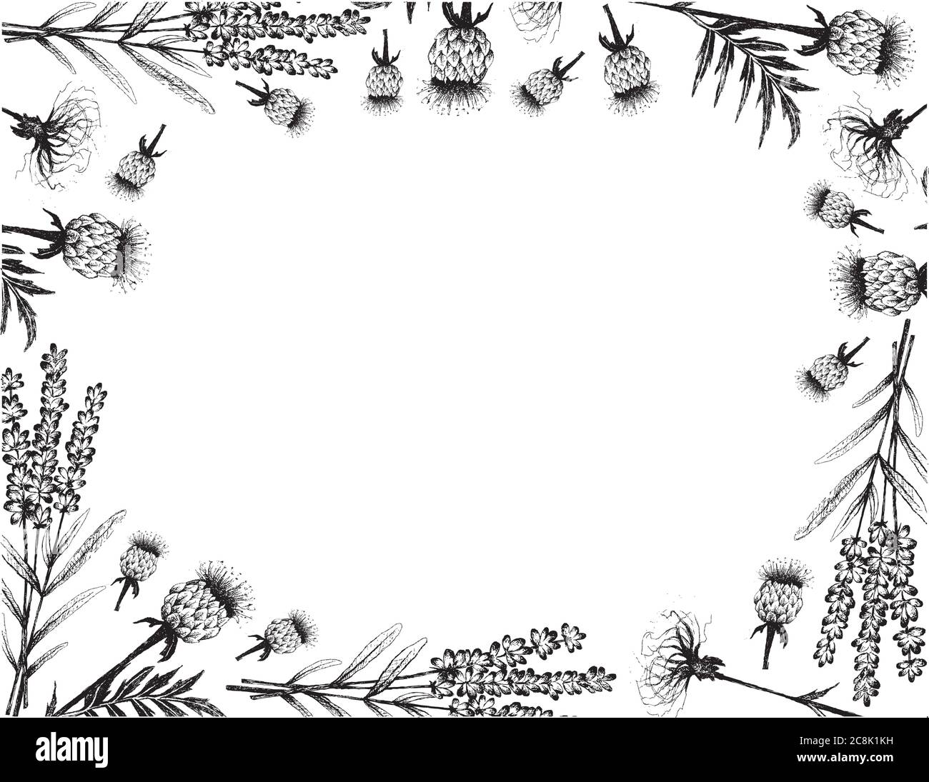 Herbal Flower and Plant, Hand Drawn Illustration Frame of Lavender Flowers and Rhaponticum Carthamoides or Maral Root Plants. Stock Vector
