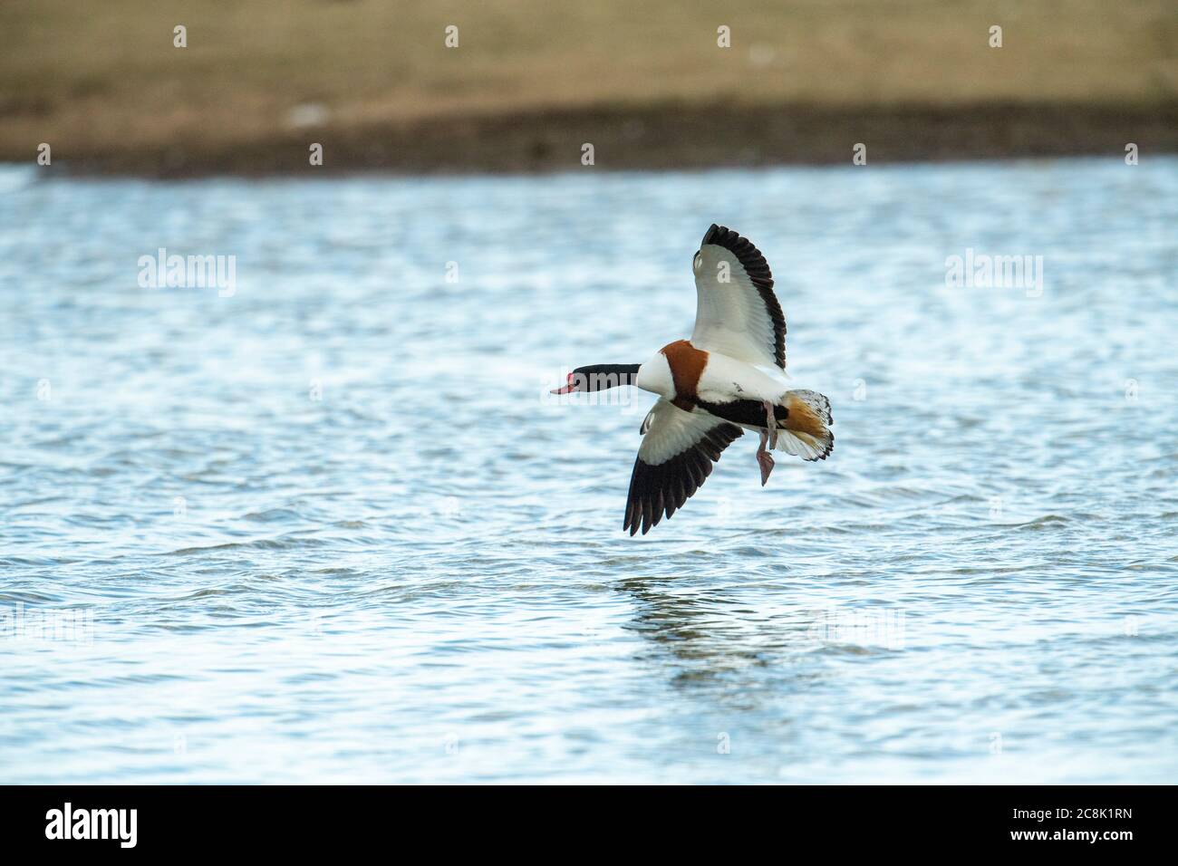 SHELLDUCK, in flight about to land on water, west country UK Stock ...