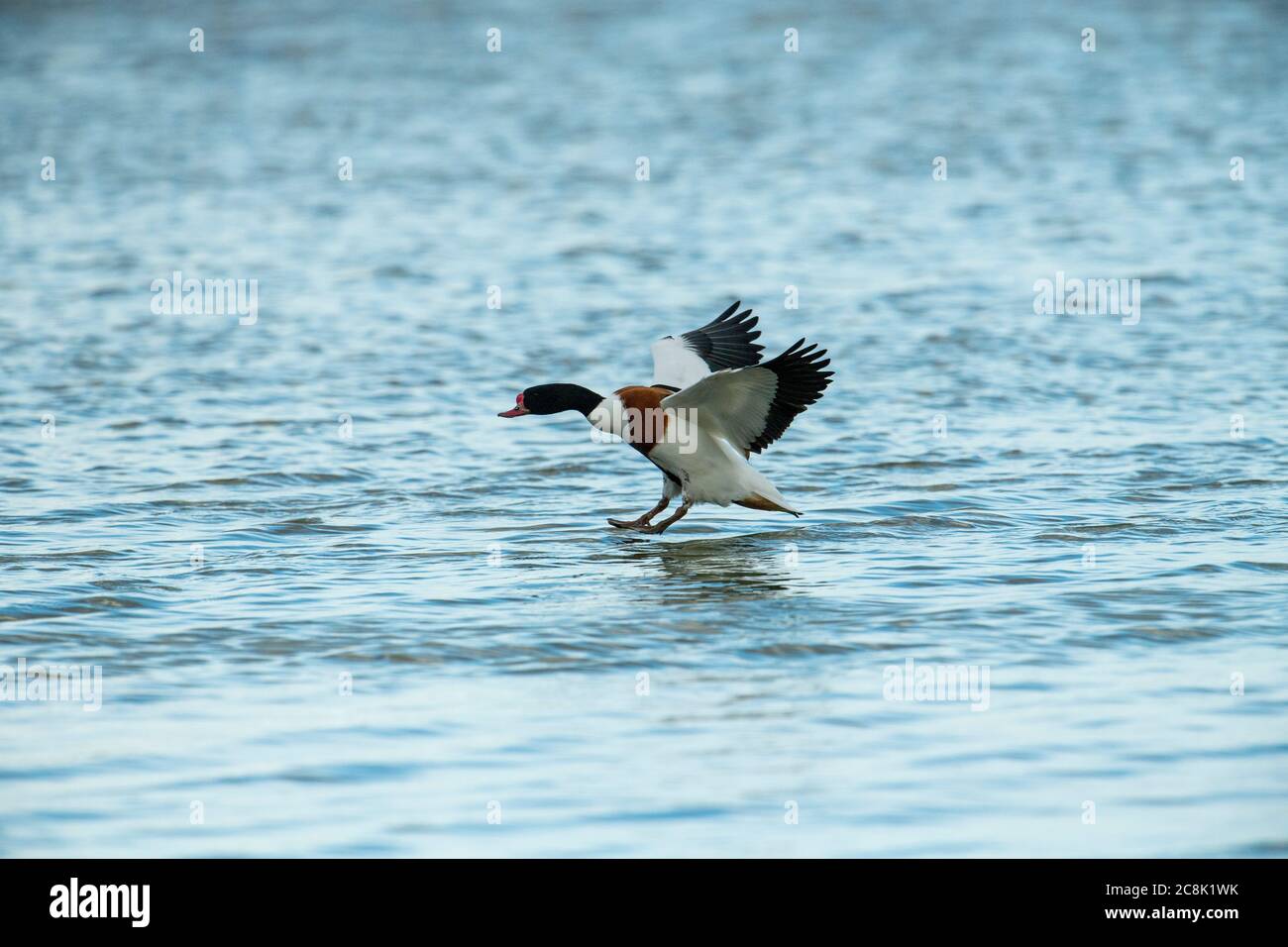 SHELLDUCK, in flight about to land on water, west country UK Stock ...