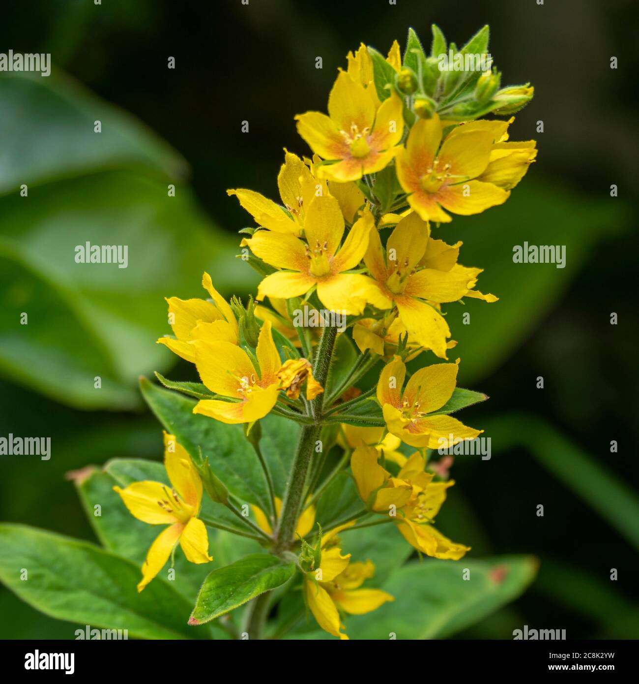 Yellow flower spike hires stock photography and images Alamy