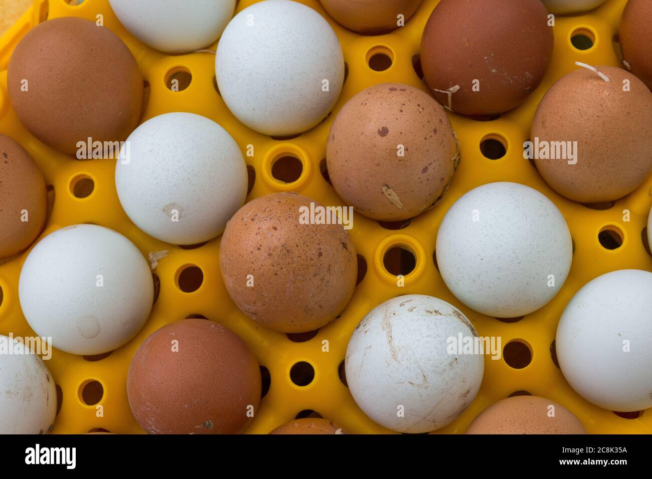 Plastic egg tray hires stock photography and images Alamy