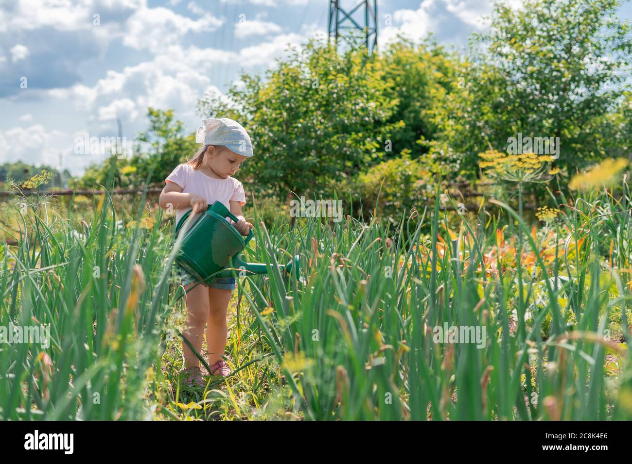 Planting onions outside hires stock photography and images Alamy