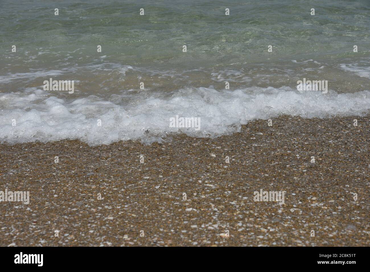 Seashell on a sandy seashore Stock Photo