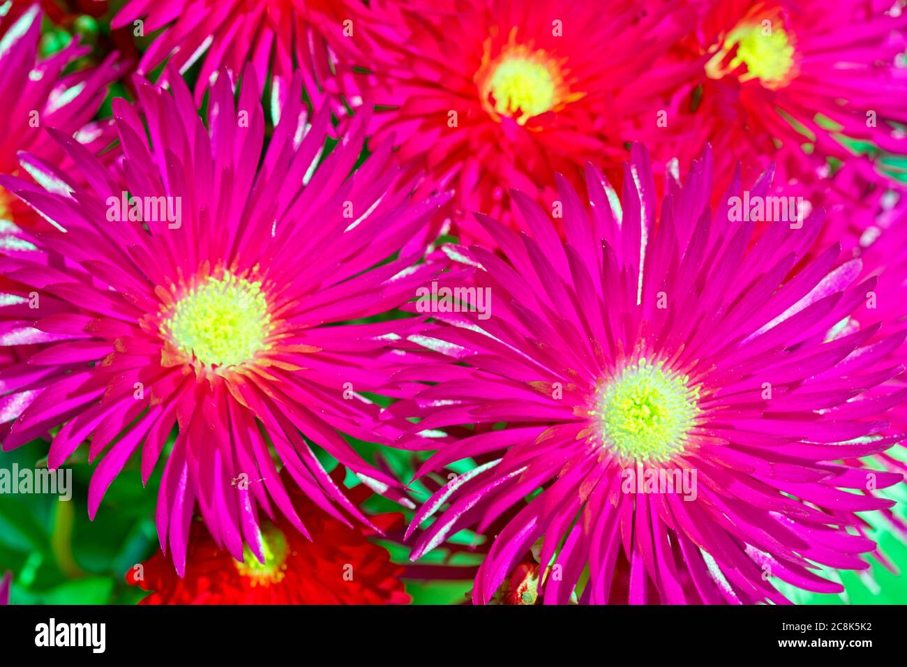 Delosperma Cooperi Ice Plant In A Garden In Cornwall England Uk Stock Photo Alamy